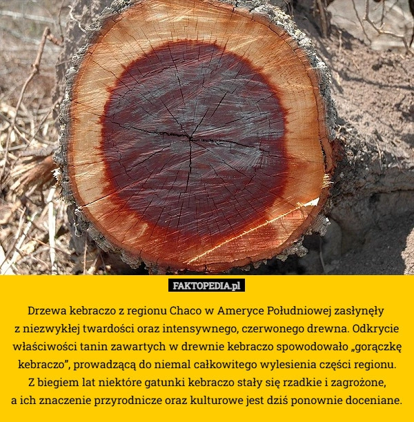 
    Drzewa kebraczo z regionu Chaco w Ameryce Południowej zasłynęły 
z niezwykłej