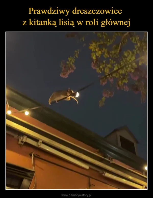 
    Prawdziwy dreszczowiec z kitanką lisią w roli głównej