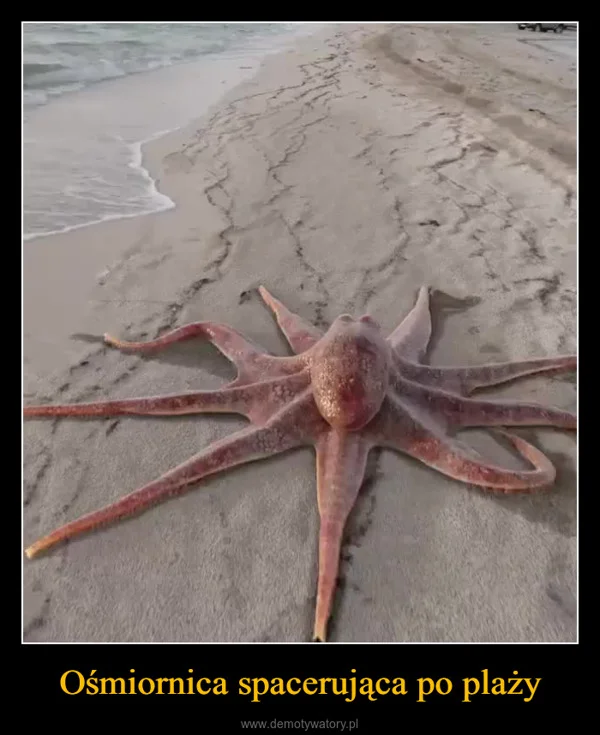 
    Ośmiornica spacerująca po plaży
