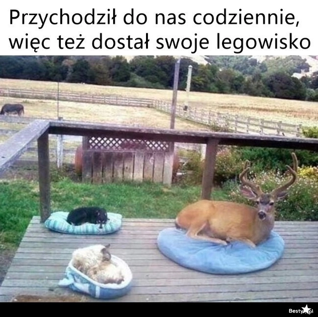 
    I nawet skorzystał 