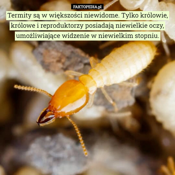 
    Termity są w większości niewidome. Tylko królowie, królowe i reproduktorzy...