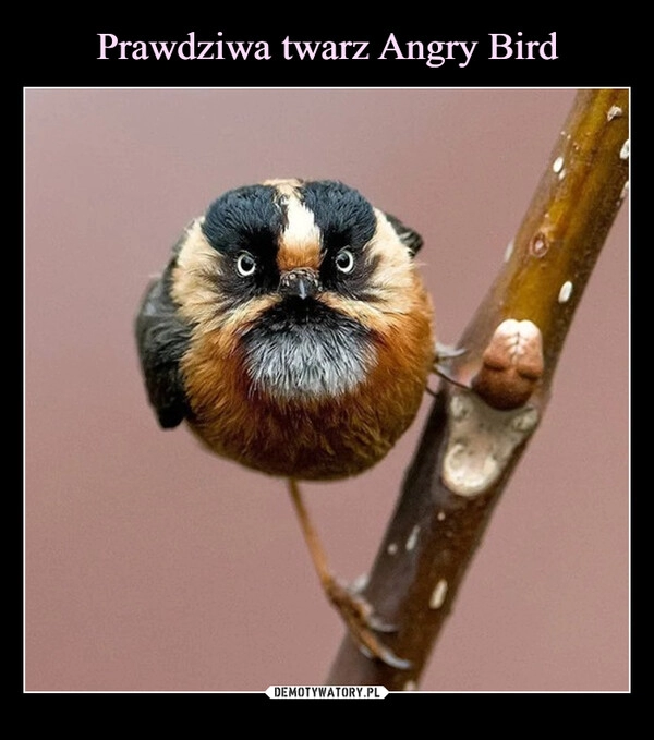 
    Prawdziwa twarz Angry Bird