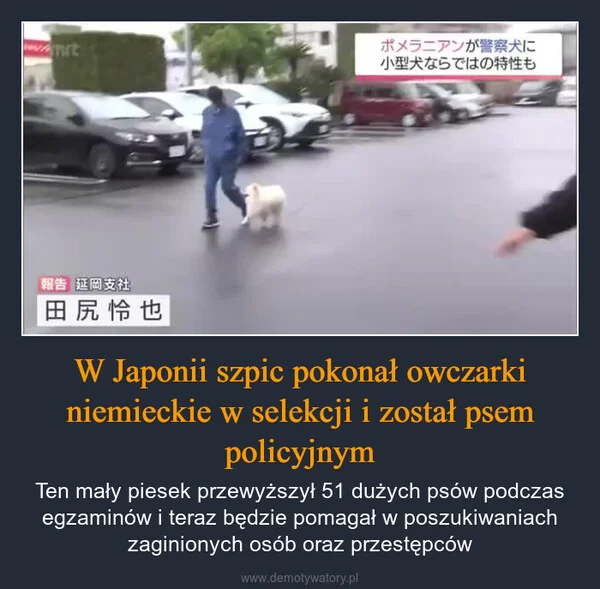 
    W Japonii szpic pokonał owczarki niemieckie w selekcji i został psem policyjnym