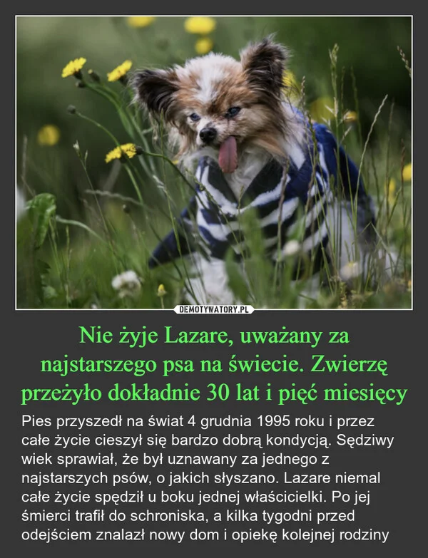 
    Nie żyje Lazare, uważany za najstarszego psa na świecie. Zwierzę przeżyło dokładnie 30 lat i pięć miesięcy