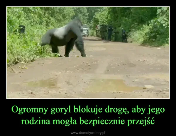 
    Ogromny goryl blokuje drogę, aby jego rodzina mogła bezpiecznie przejść