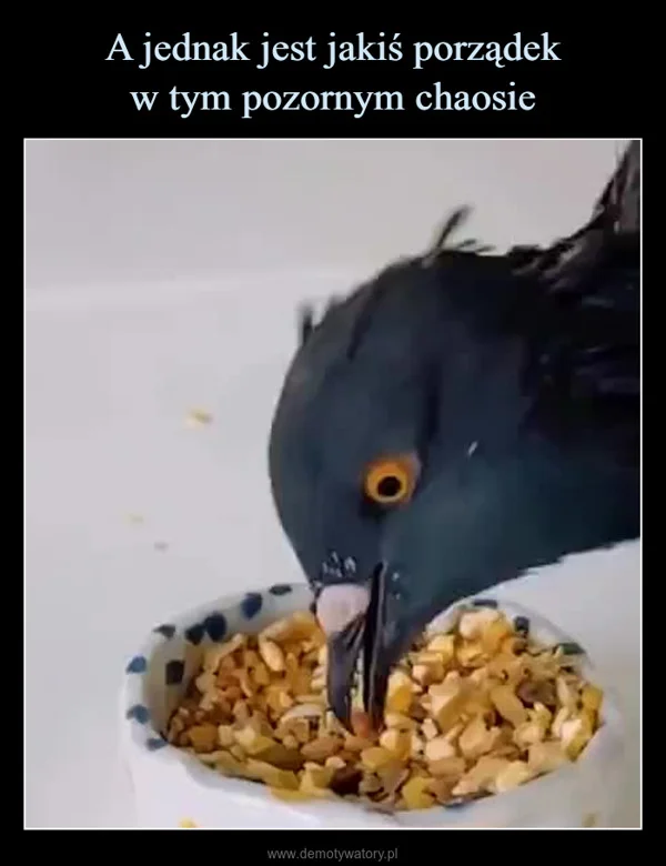 A jednak jest jakiś porządek w tym pozornym chaosie