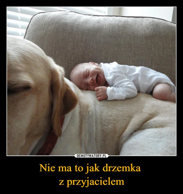 
    Nie ma to jak drzemka z przyjacielem