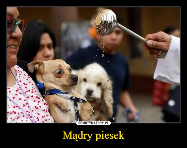 
    Mądry piesek