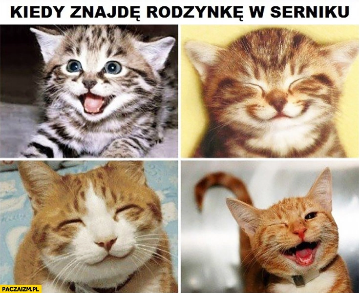 
    Kiedy znajdę rodzynkę w serniku szczęśliwe zadowolone uśmiechnięte kotki