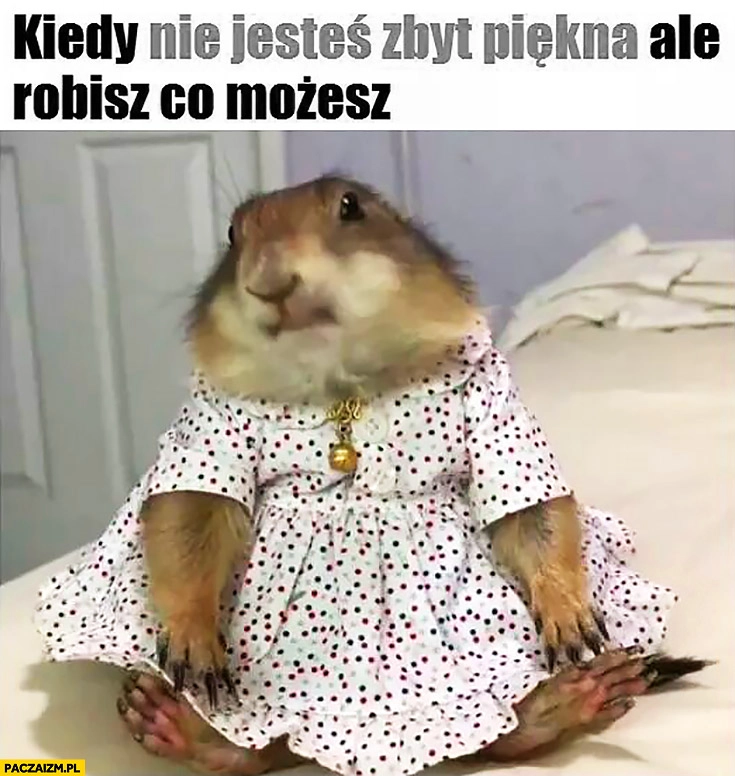 
    Kiedy nie jesteś zbyt piękna, ale robisz co możesz zwierze w sukience