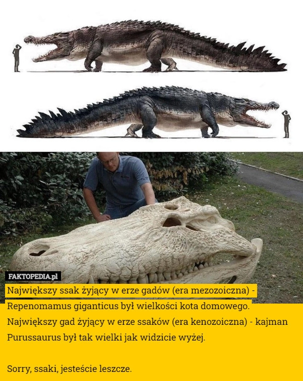 
    Największy ssak żyjący w erze gadów (era mezozoiczna) - Repenomamus giganticus