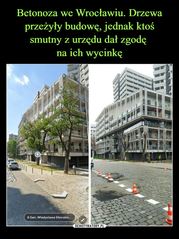 
    Betonoza we Wrocławiu. Drzewa przeżyły budowę, jednak ktoś smutny z urzędu dał zgodę 
na ich wycinkę