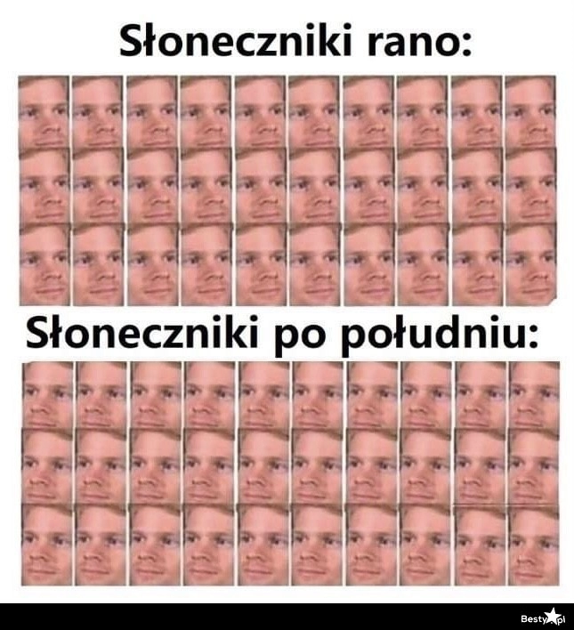 
    Słoneczniki 