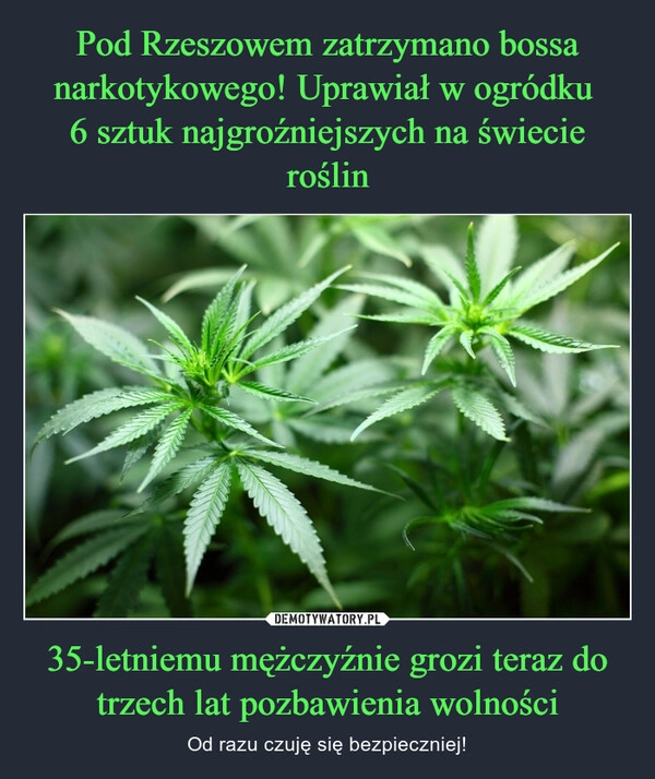 
    Pod Rzeszowem zatrzymano bossa narkotykowego! Uprawiał w ogródku 
6 sztuk najgroźniejszych na świecie roślin 35-letniemu mężczyźnie grozi teraz do trzech lat pozbawienia wolności