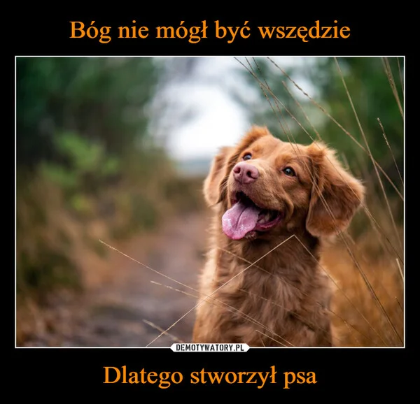 
    Bóg nie mógł być wszędzie Dlatego stworzył psa