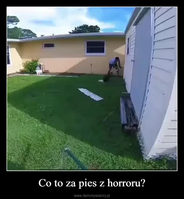 
    Co to za pies z horroru?