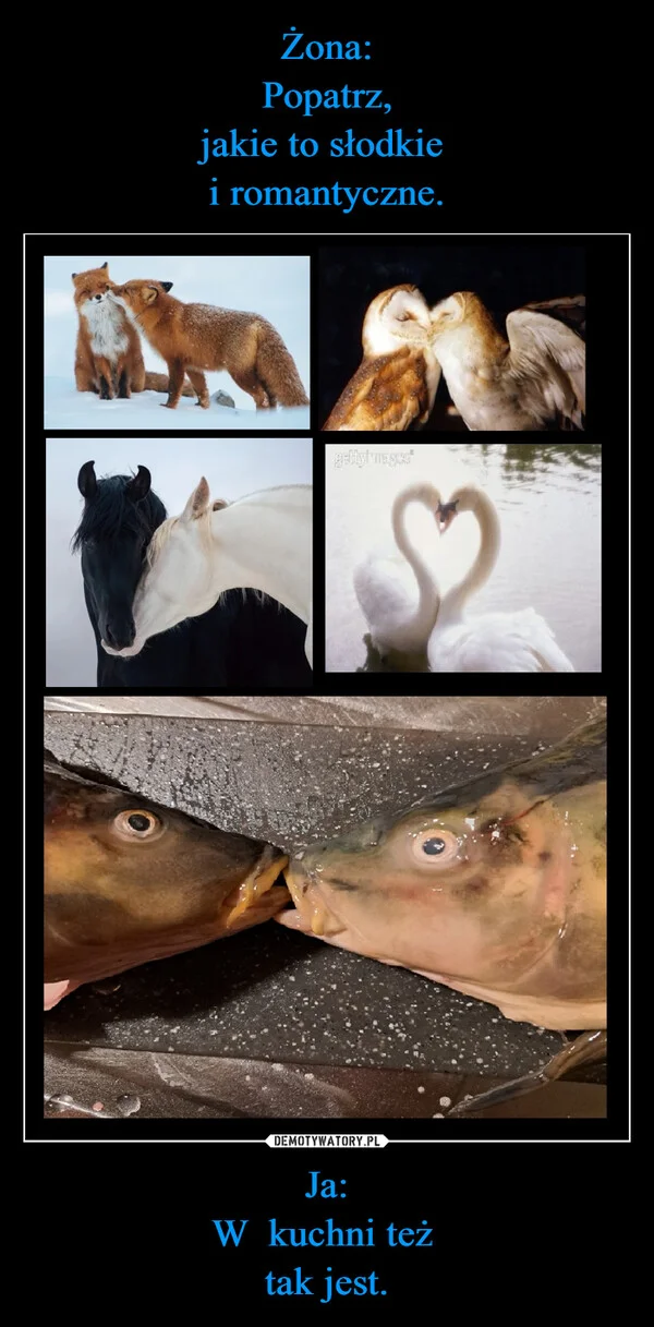 
    Żona: Popatrz, jakie to słodkie i romantyczne. Ja: W kuchni też tak jest.