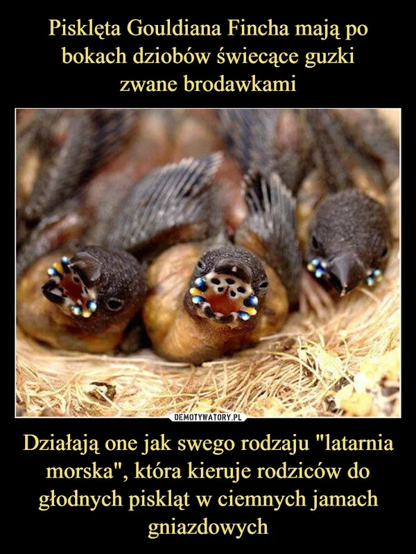 
    Pisklęta Gouldiana Fincha mają po bokach dziobów świecące guzki zwane brodawkami Działają one jak swego rodzaju 