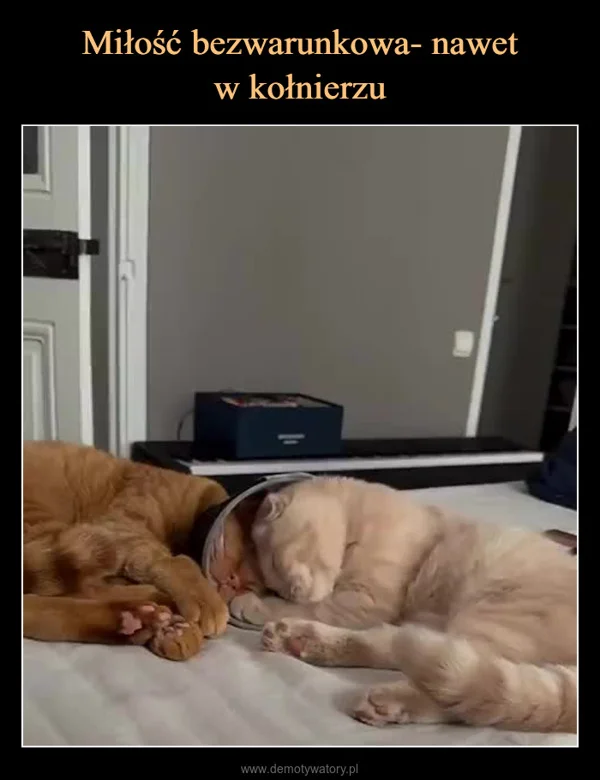 
    Miłość bezwarunkowa- nawet w kołnierzu