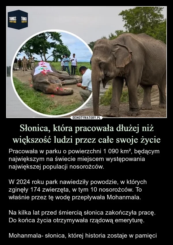 
    Słonica, która pracowała dłużej niż większość ludzi przez całe swoje życie