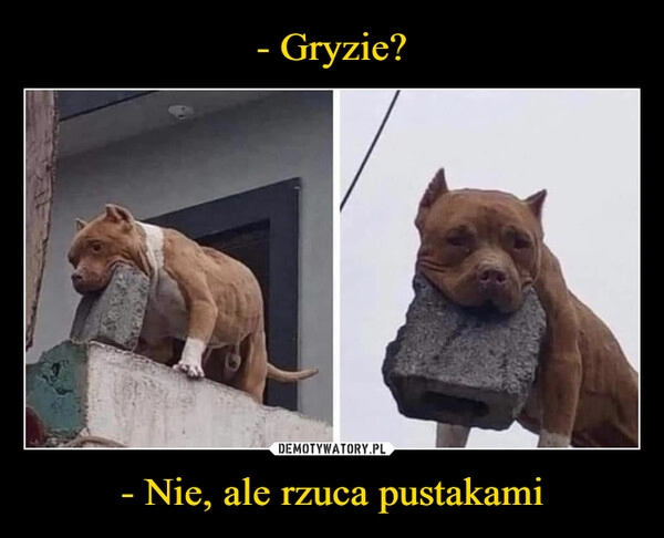 
    - Gryzie? - Nie, ale rzuca pustakami