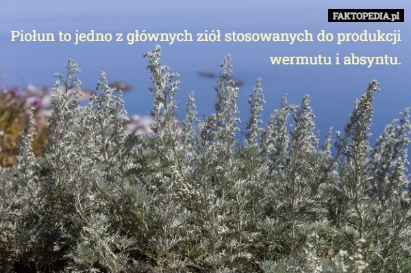 
    Piołun to jedno z głównych ziół stosowanych do produkcji
wermutu i absyntu.