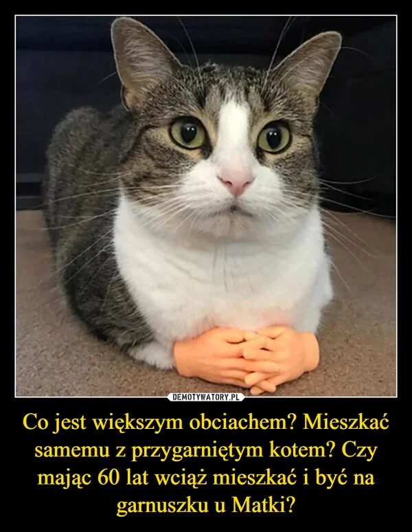 
    Co jest większym obciachem? Mieszkać samemu z przygarniętym kotem? Czy mając 60 lat wciąż mieszkać i być na garnuszku u Matki?