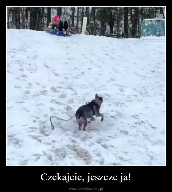
    Czekajcie, jeszcze ja!