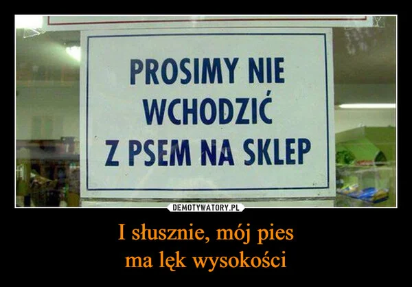 
    I słusznie, mój pies ma lęk wysokości
