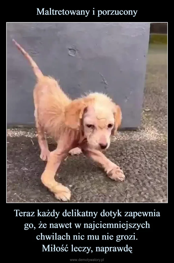
    Maltretowany i porzucony Teraz każdy delikatny dotyk zapewnia go, że nawet w najciemniejszych chwilach nic mu nie grozi. Miłość leczy, naprawdę