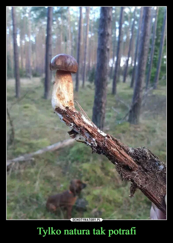 
    Tylko natura tak potrafi
