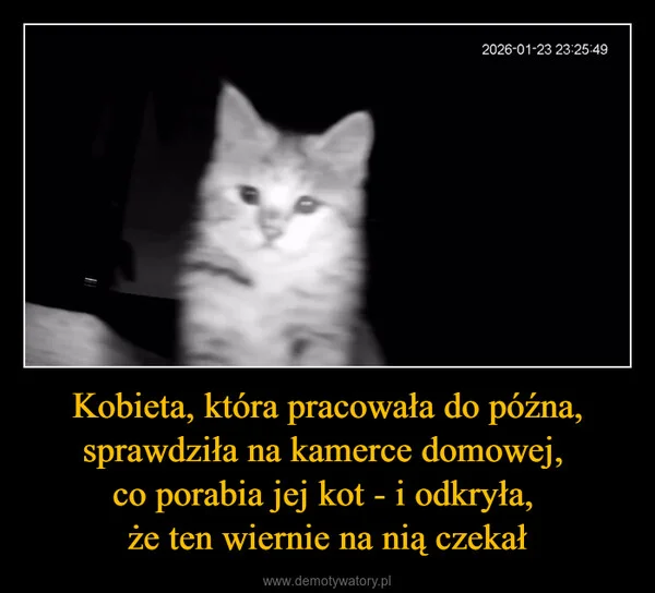 
    Kobieta, która pracowała do późna, sprawdziła na kamerce domowej, co porabia jej kot - i odkryła, że ten wiernie na nią czekał