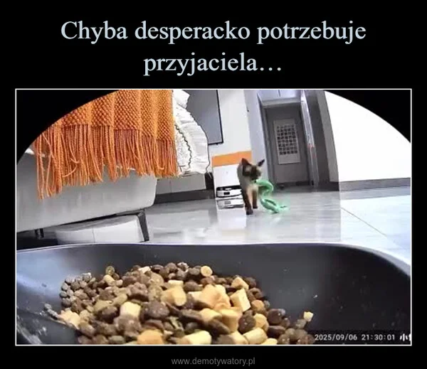 
    Chyba desperacko potrzebuje przyjaciela…