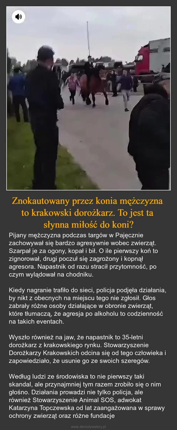 
    Znokautowany przez konia mężczyzna to krakowski dorożkarz. To jest ta słynna miłość do koni?