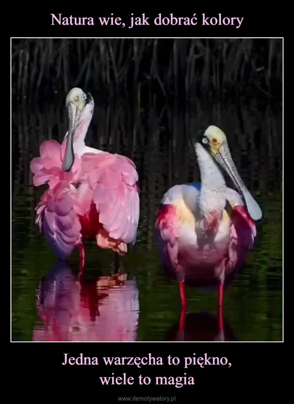 
    Natura wie, jak dobrać kolory Jedna warzęcha to piękno, wiele to magia