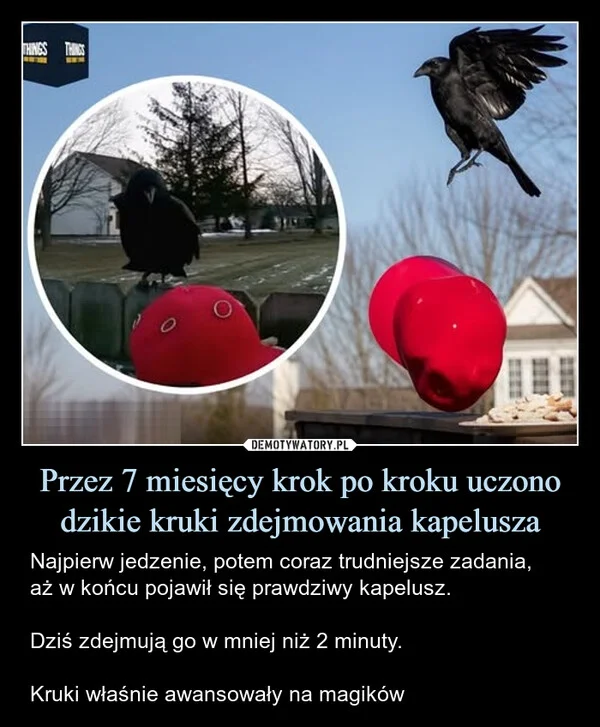 
    Przez 7 miesięcy krok po kroku uczono dzikie kruki zdejmowania kapelusza