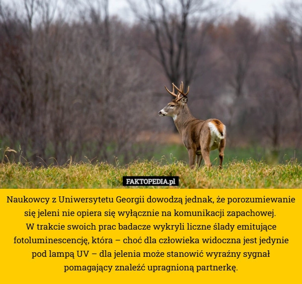 
    Naukowcy z Uniwersytetu Georgii dowodzą jednak, że porozumiewanie się jeleni