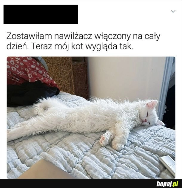 
    Nawilżony kotek