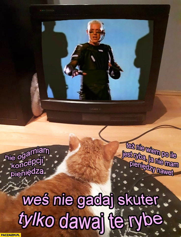 Scooter kot ogląda weź nie gadaj skuter tylko dawaj tę rybę