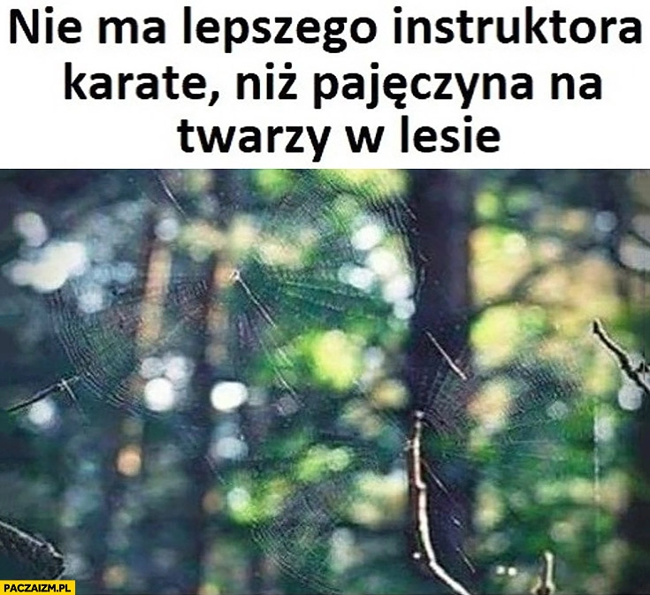 
    Nie ma lepszego instruktora karate niż pajęczyna na twarzy w lesie