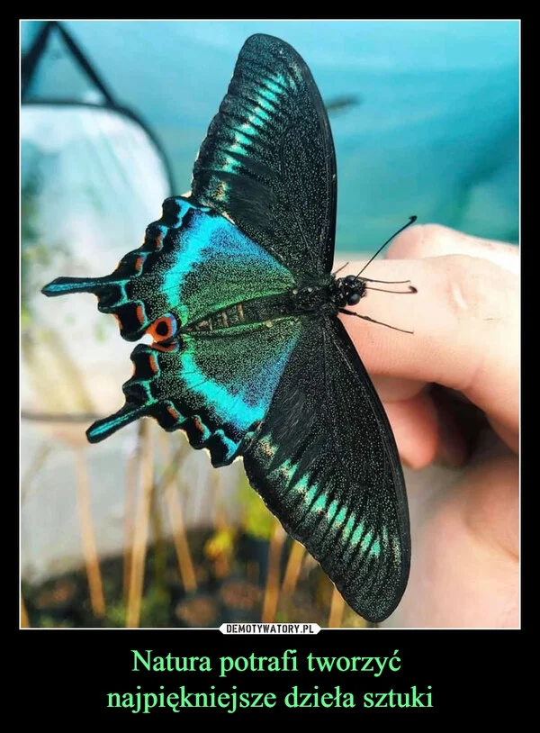 
    Natura potrafi tworzyć najpiękniejsze dzieła sztuki