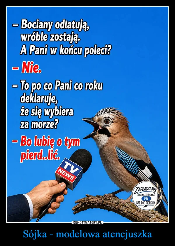 
    Sójka - modelowa atencjuszka