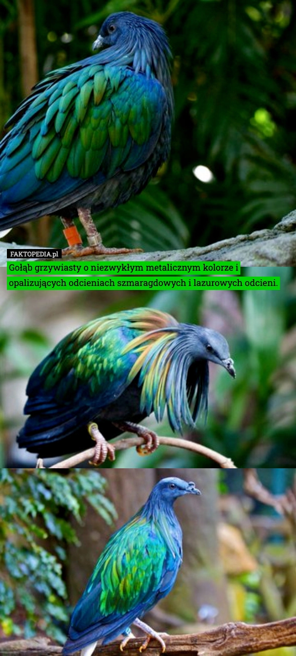 
    Gołąb grzywiasty o niezwykłym metalicznym kolorze i opalizujących odcieniach