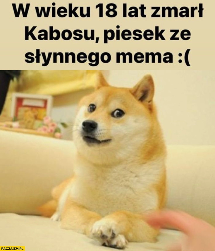 
    W wieku 18 lat zmarł Kabosu piesek ze słynnego mema pies pieseł doge