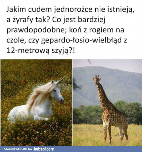 
    Jednorożec vs żyrafa 