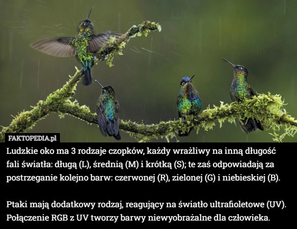 
    Ludzkie oko ma 3 rodzaje czopków, każdy wrażliwy na inną długość fali światła: