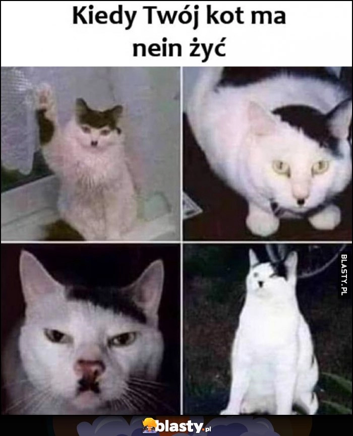 
    Kiedy Twoj kot ma nein żyć wygląda jak hitler kitler