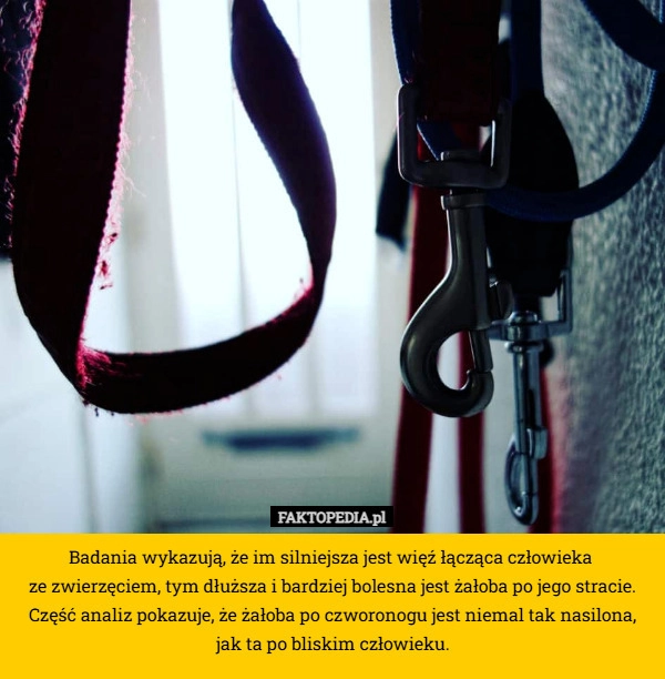 
    Badania wykazują, że im silniejsza jest więź łącząca człowieka 
ze zwierzęciem,