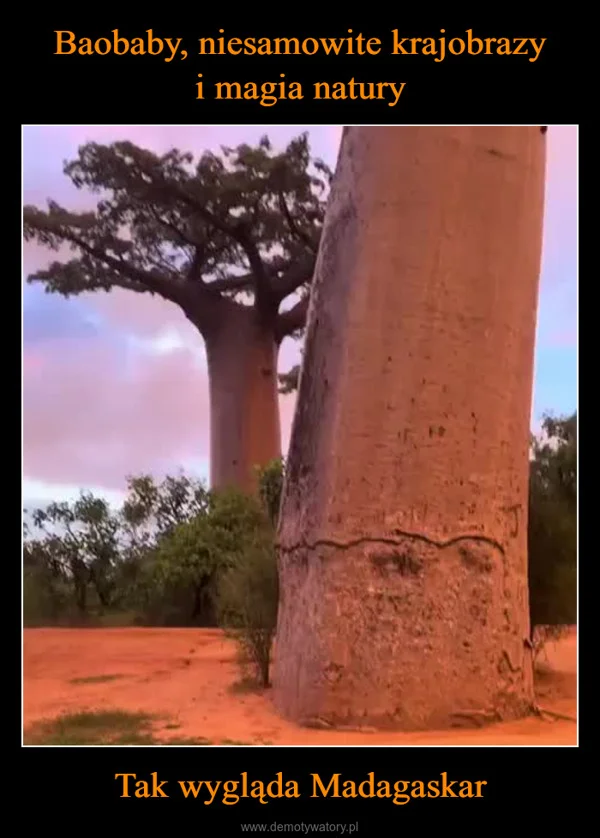 
    Baobaby, niesamowite krajobrazy i magia natury Tak wygląda Madagaskar