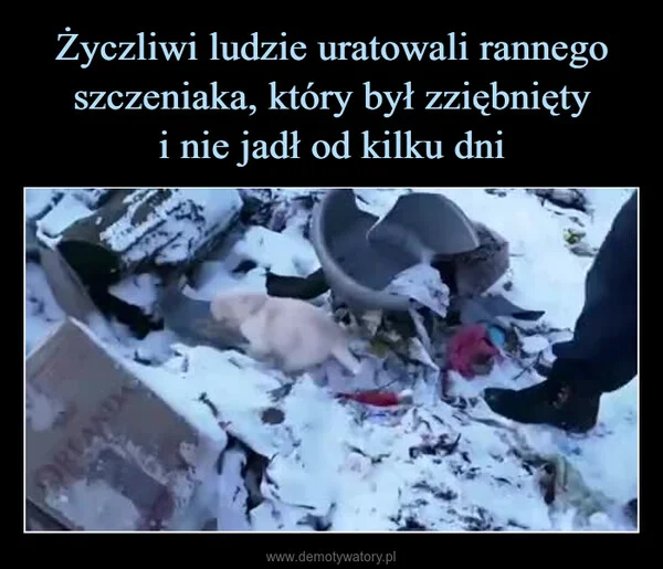 
    Życzliwi ludzie uratowali rannego szczeniaka, który był zziębnięty i nie jadł od kilku dni